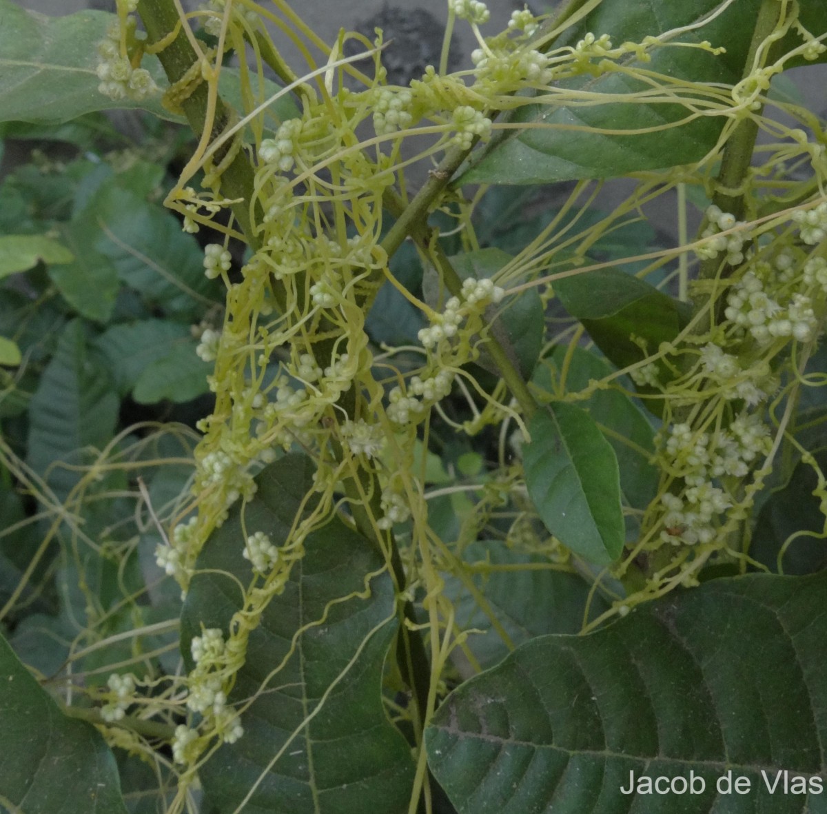 Cuscuta campestris Yunck.